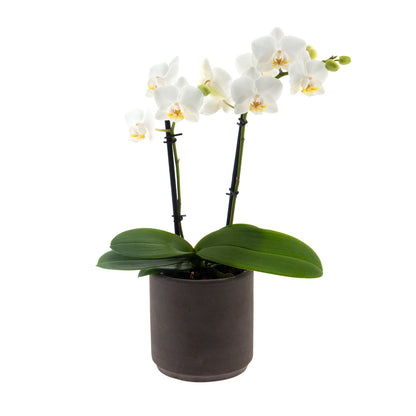 Phalaenopsis Catia Ø9