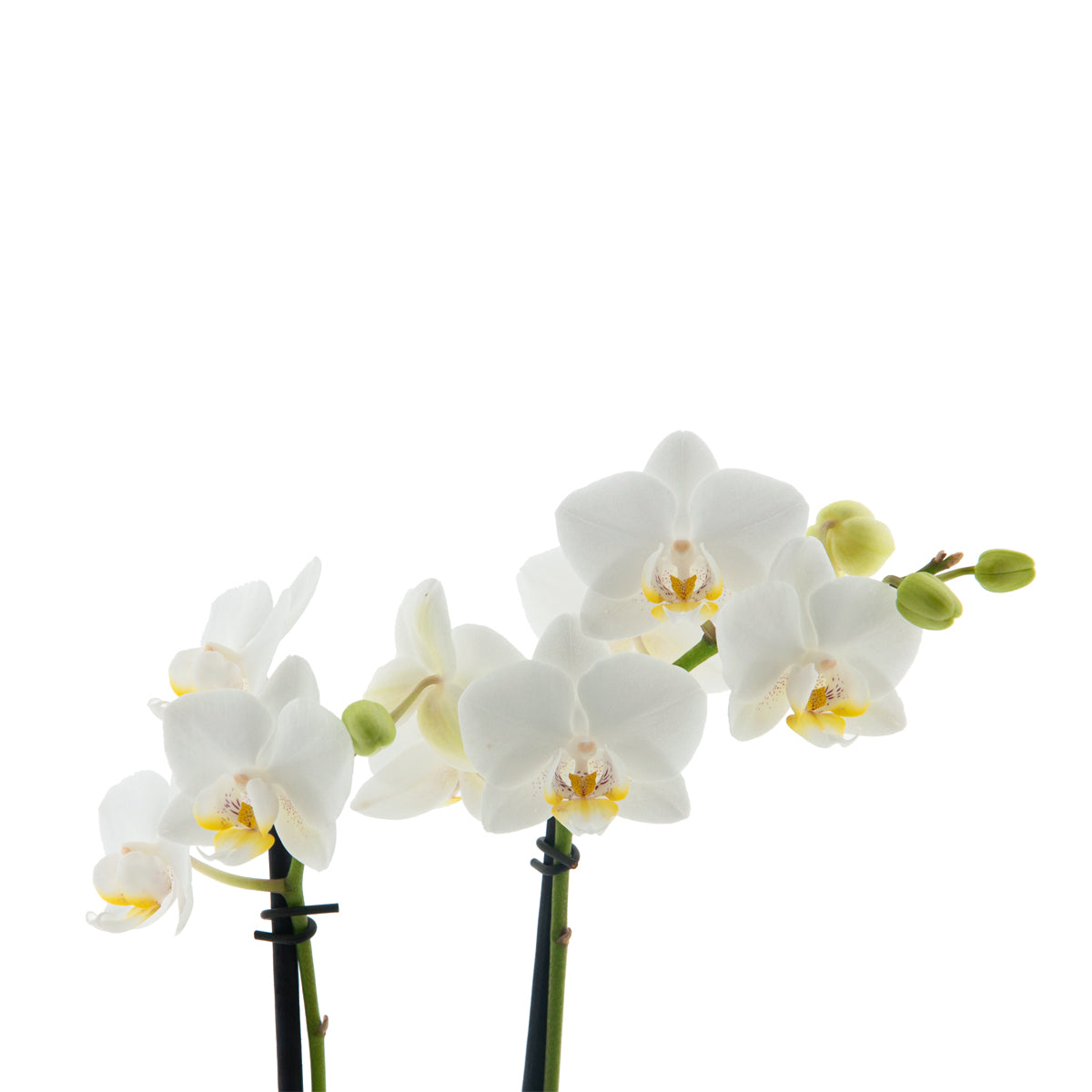 Phalaenopsis Catia Ø9