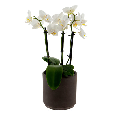 Phalaenopsis Catia Ø9
