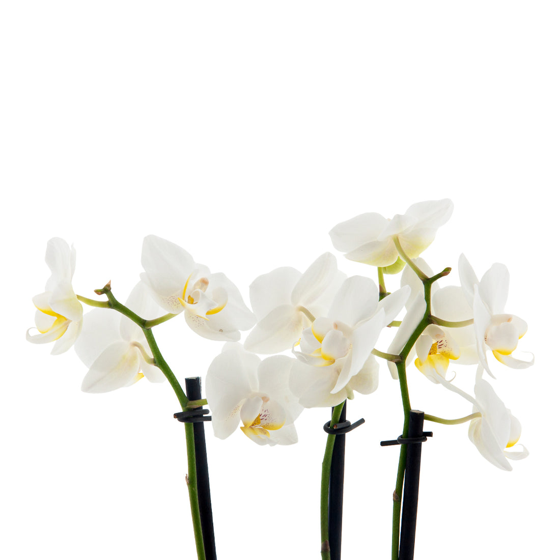 Phalaenopsis Catia Ø9