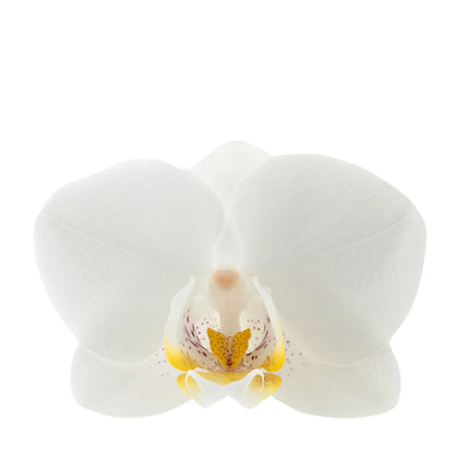 Phalaenopsis Catia Ø9