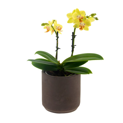 Phalaenopsis Gilda Ø9