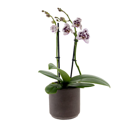 Phalaenopsis Simona Ø9