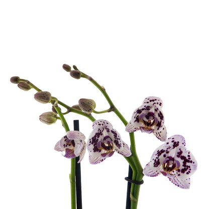 Phalaenopsis Simona Ø9
