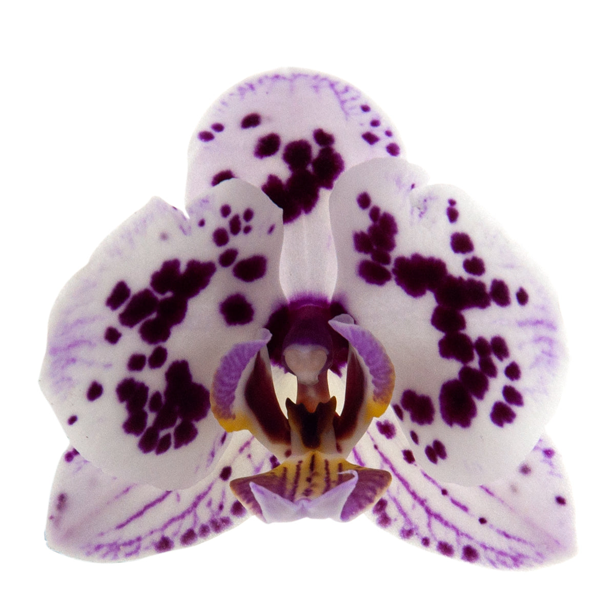 Phalaenopsis Simona Ø9