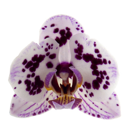 Phalaenopsis Simona Ø9