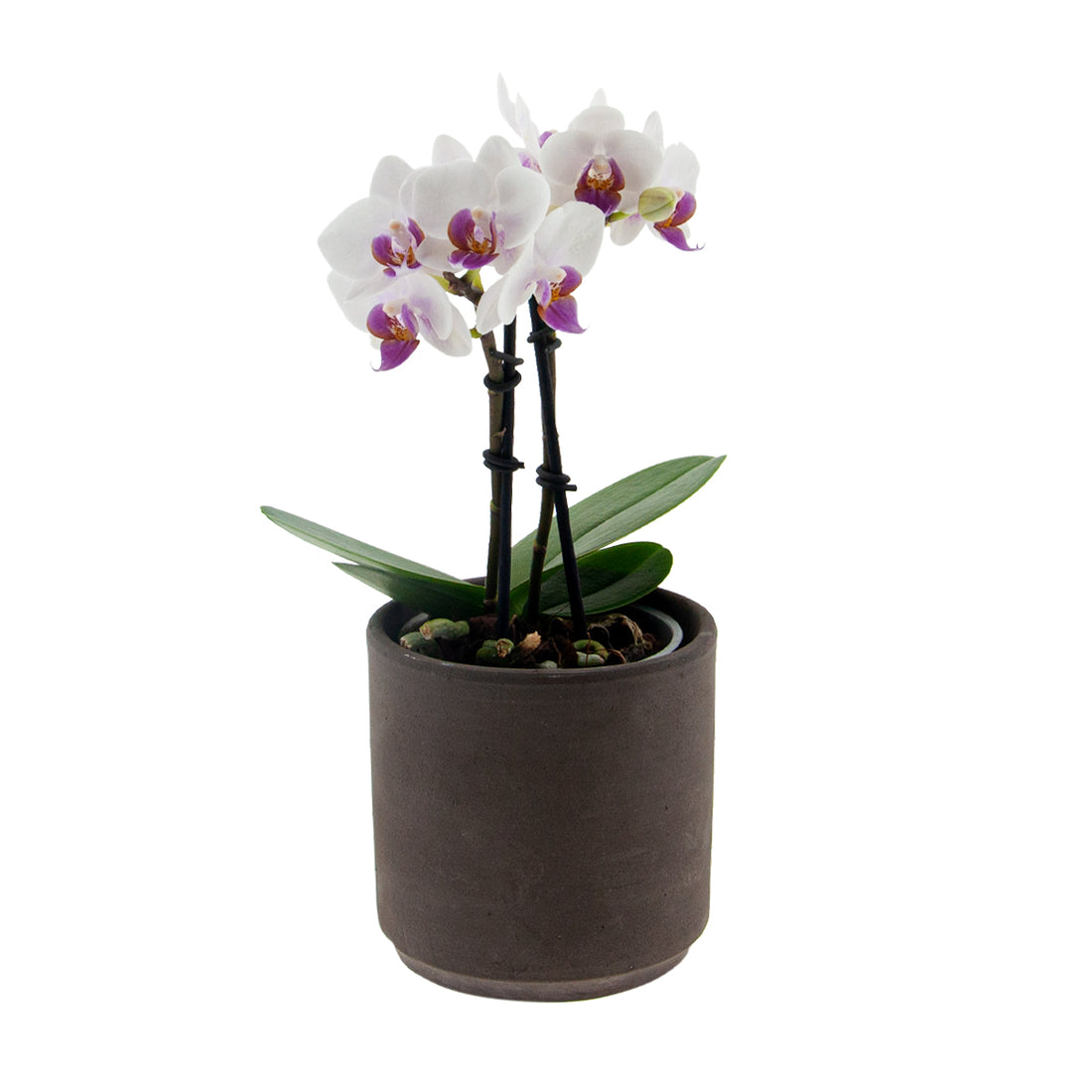 Phalaenopsis Chiara Ø9