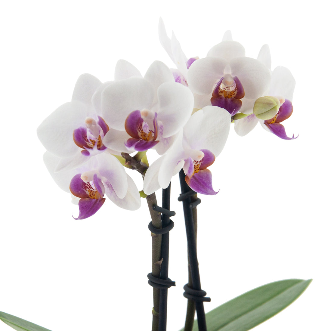 Phalaenopsis Chiara Ø9