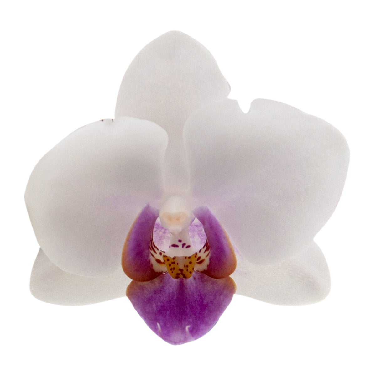 Phalaenopsis Chiara Ø9