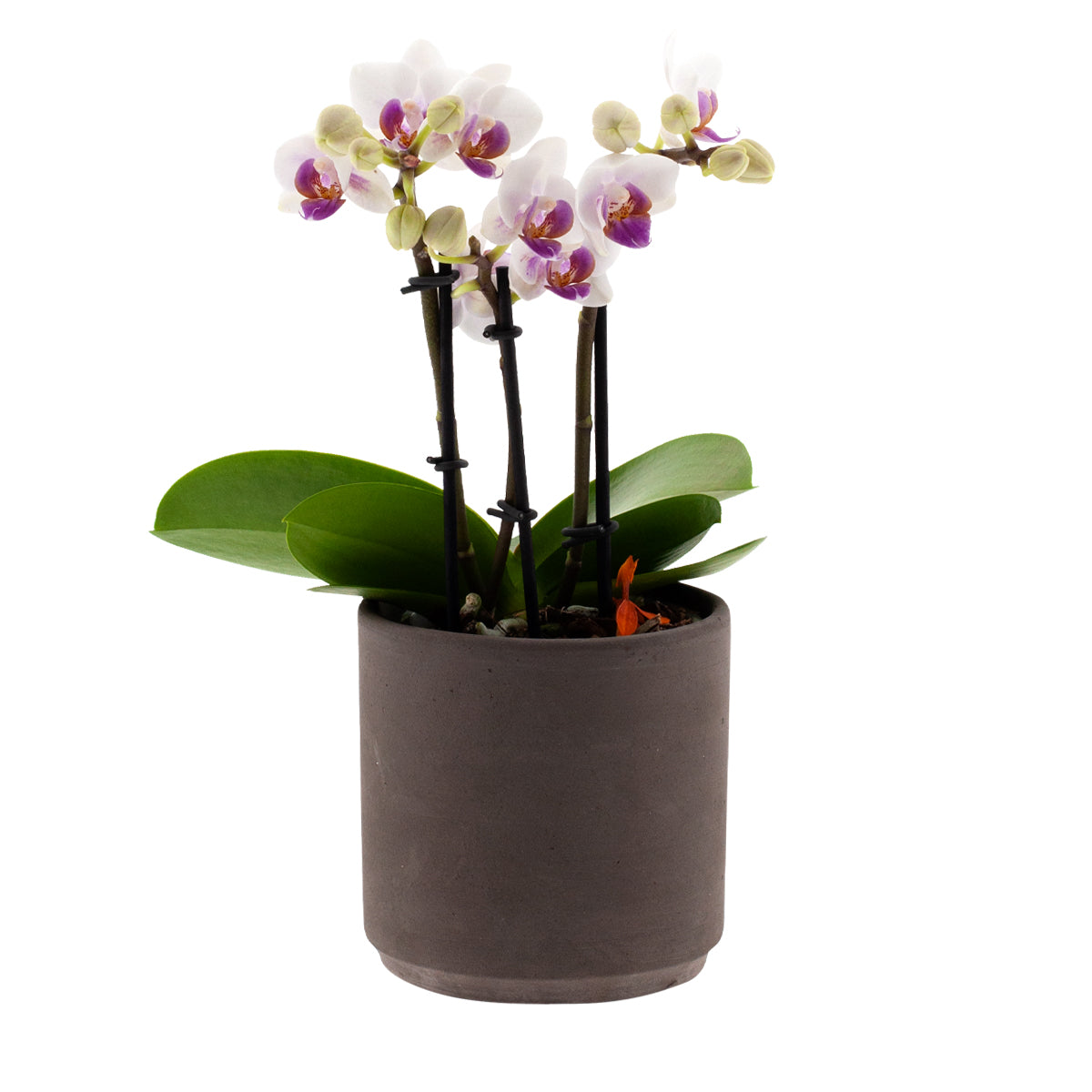 Phalaenopsis Chiara Ø9