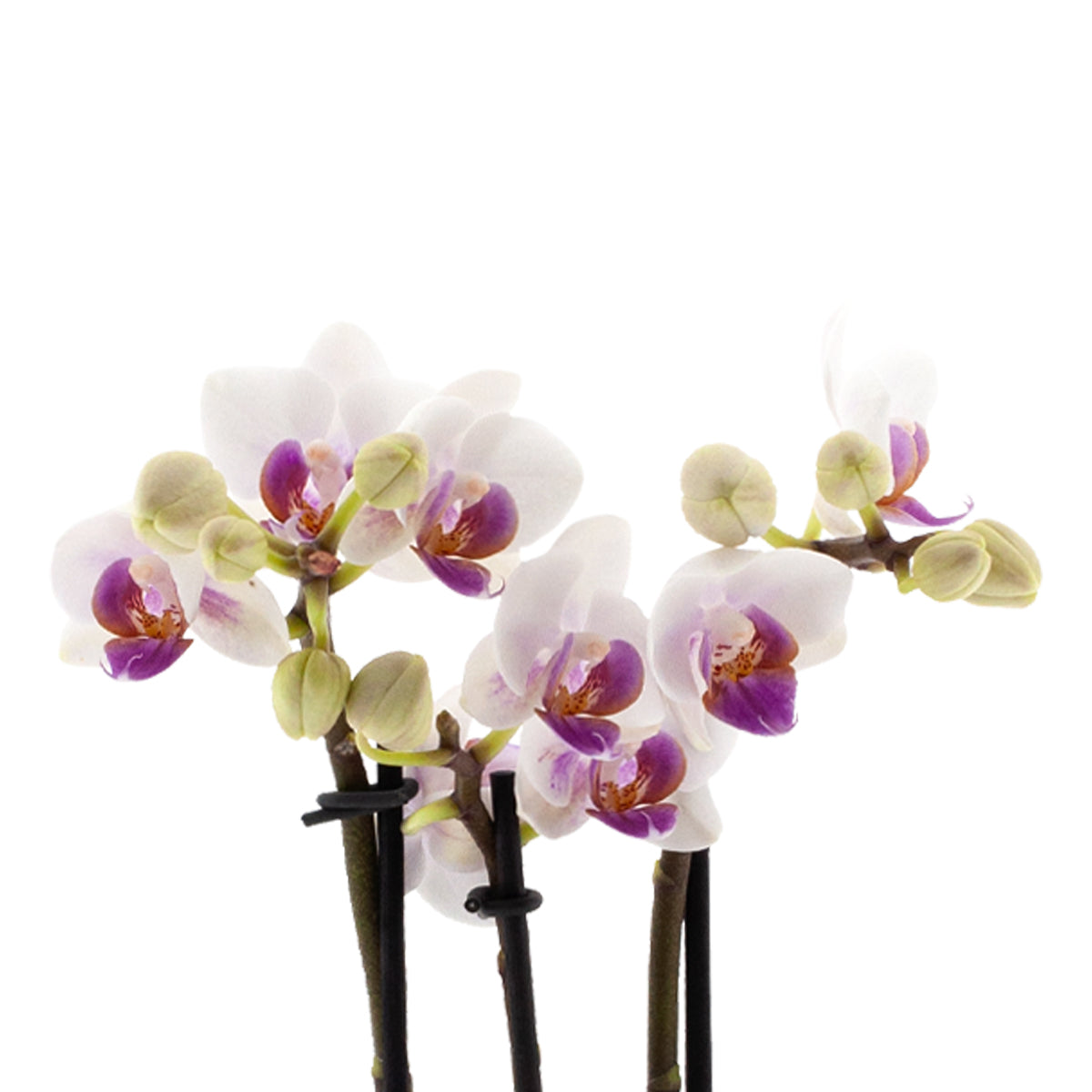 Phalaenopsis Chiara Ø9