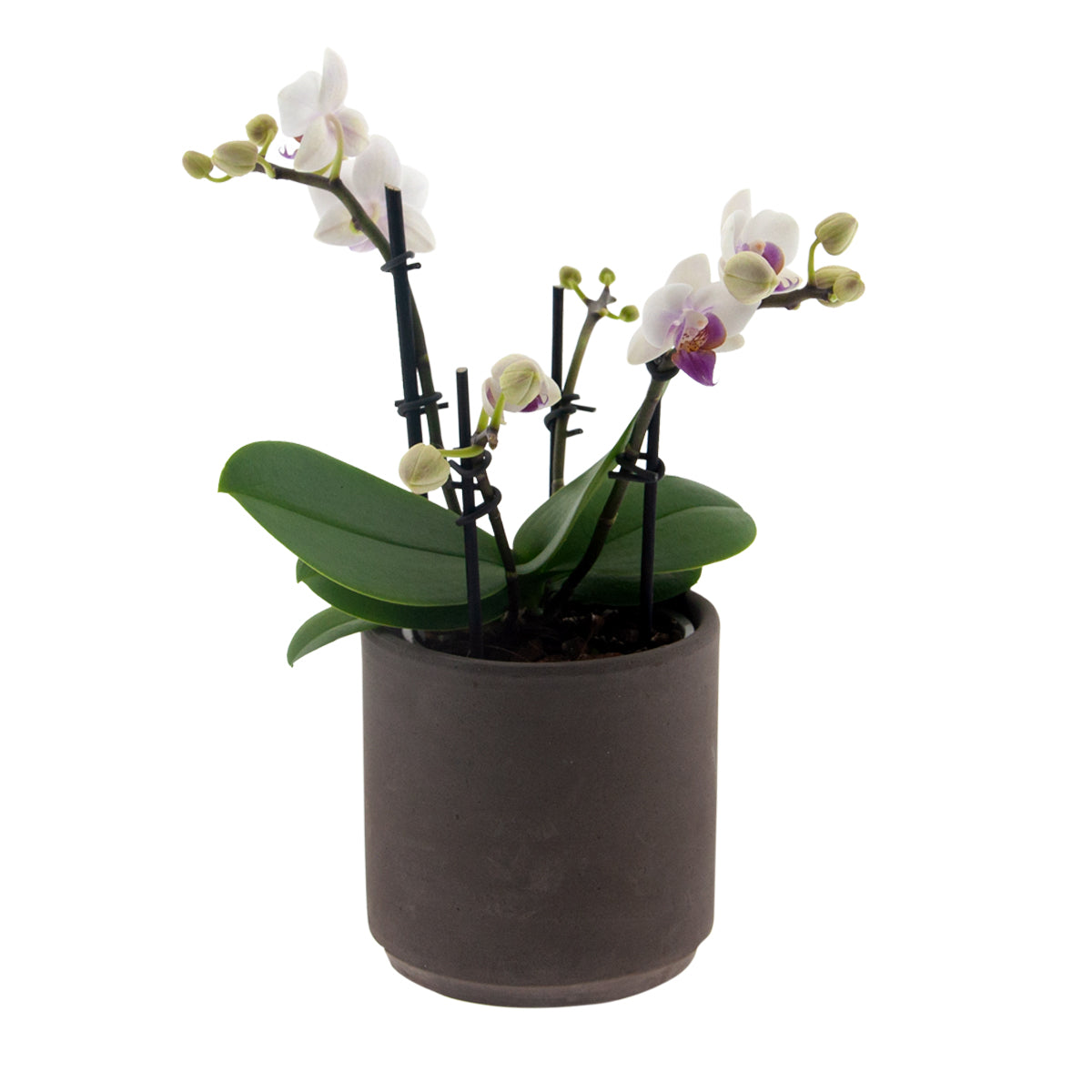 Phalaenopsis Chiara Ø9