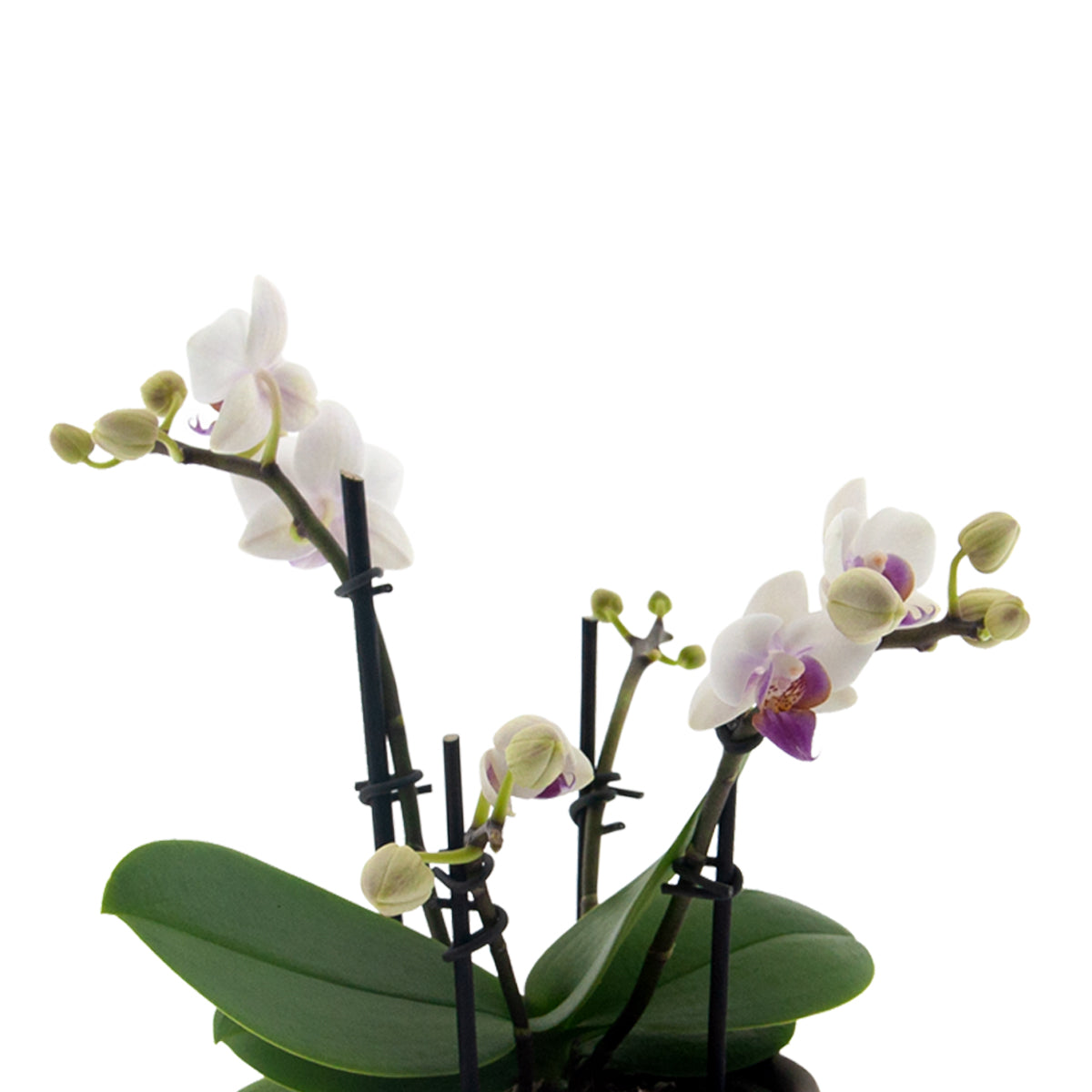 Phalaenopsis Chiara Ø9