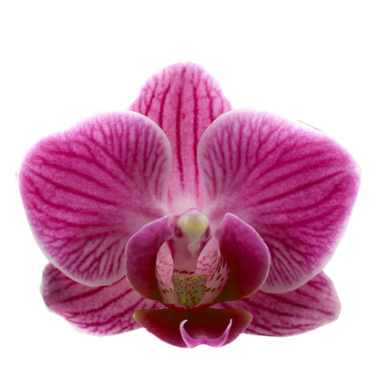 Phalaenopsis Melania Ø9