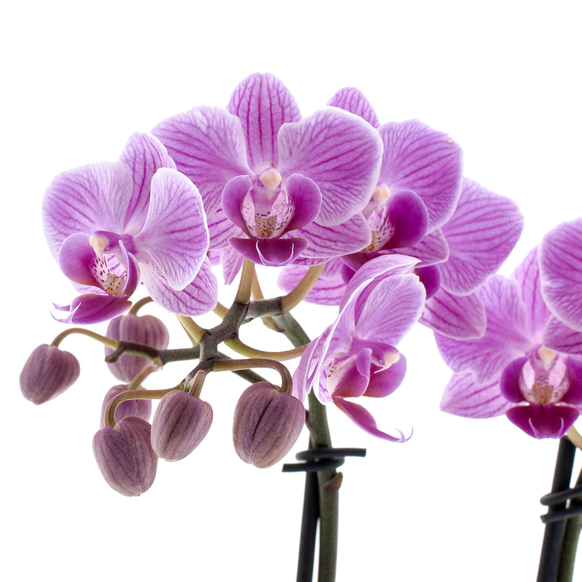 Phalaenopsis Melania Ø9