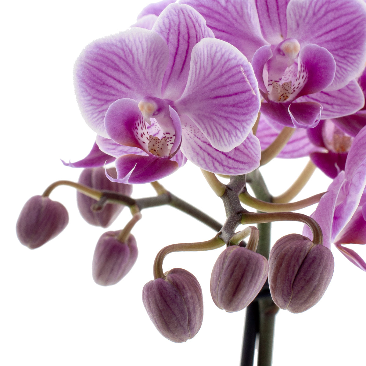 Phalaenopsis Melania Ø9