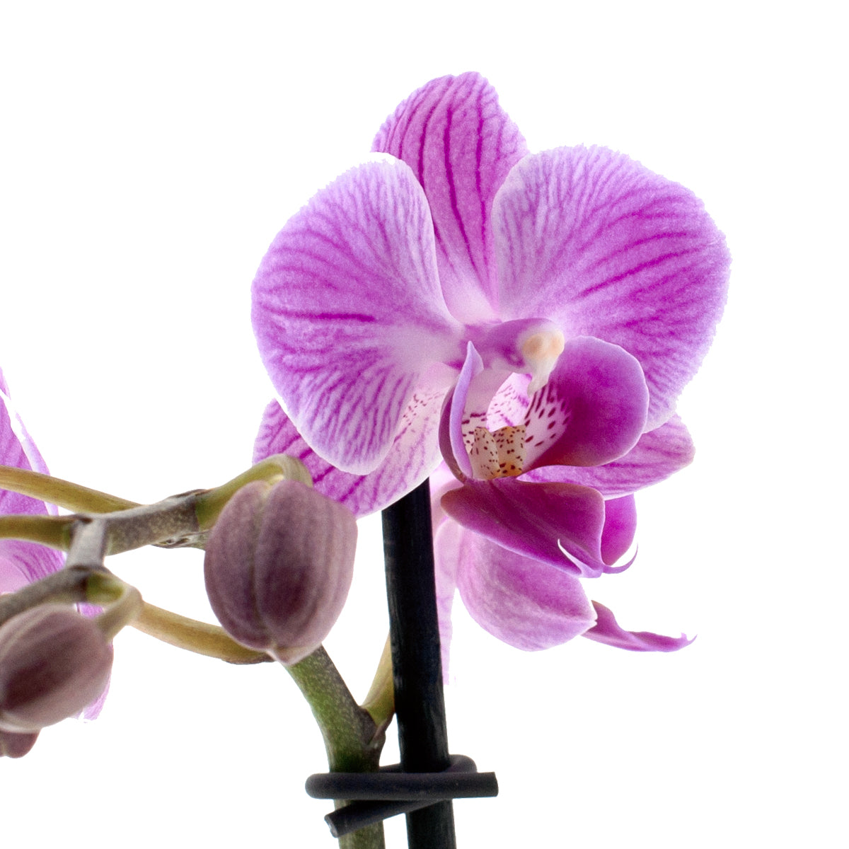 Phalaenopsis Melania Ø9
