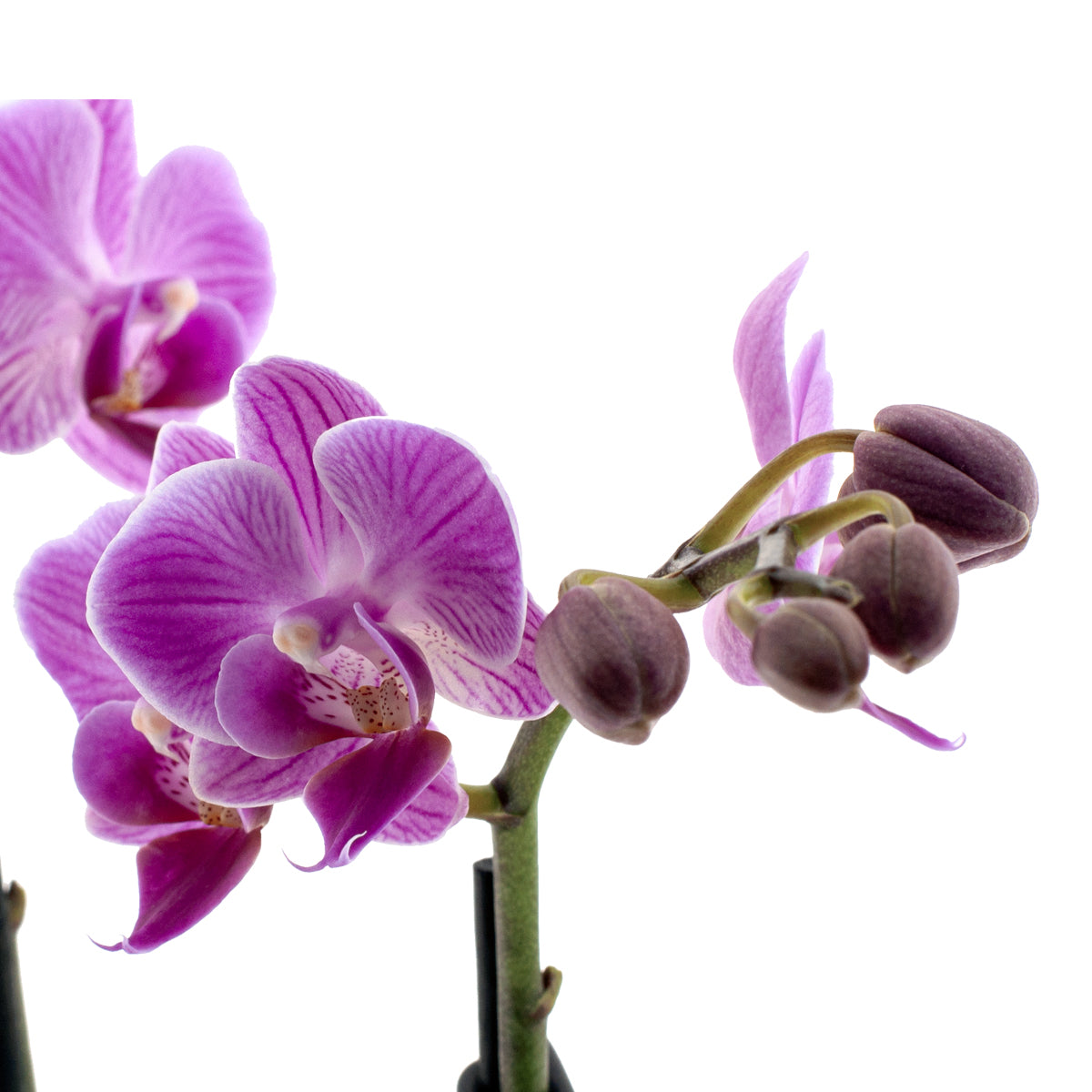 Phalaenopsis Melania Ø9
