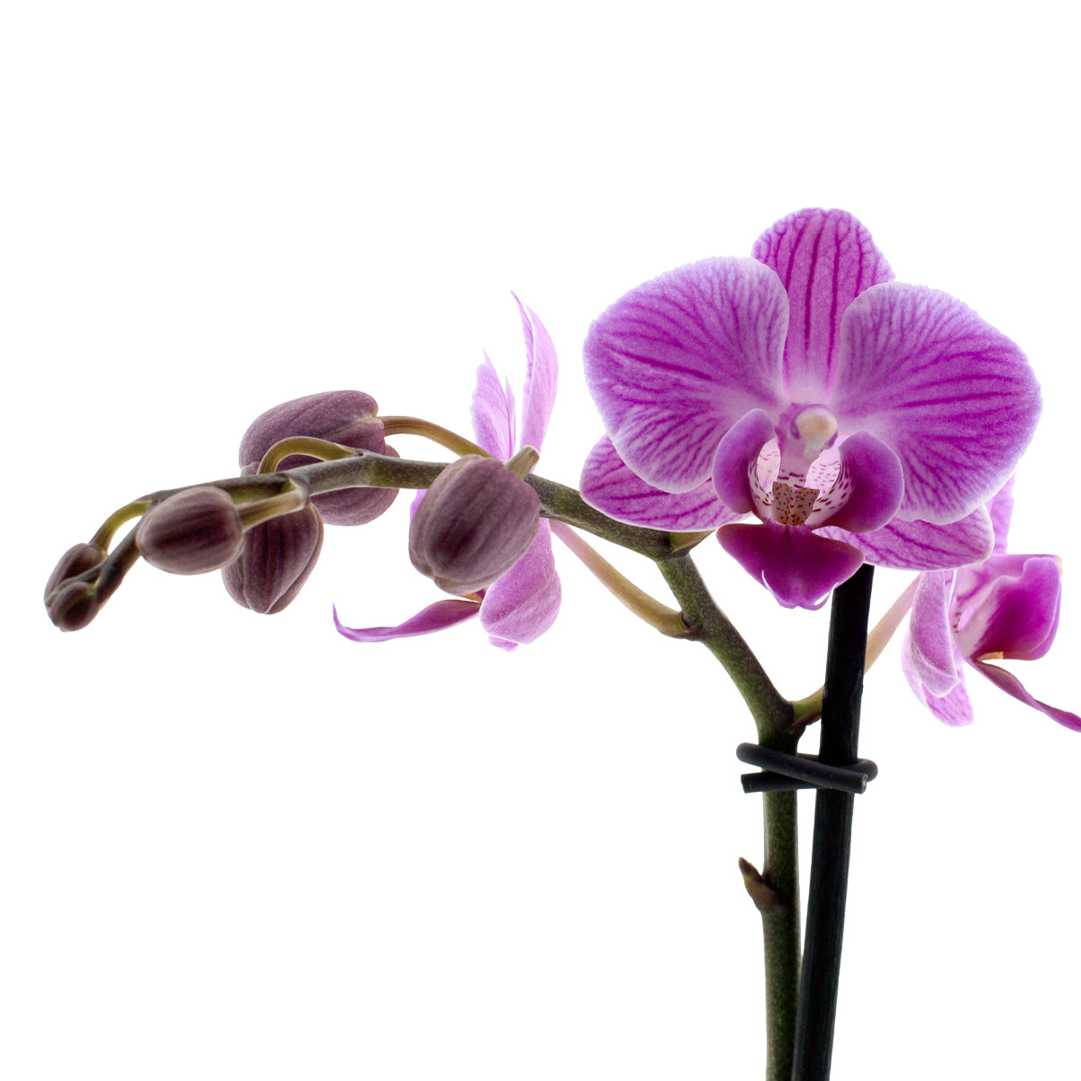 Phalaenopsis Melania Ø9