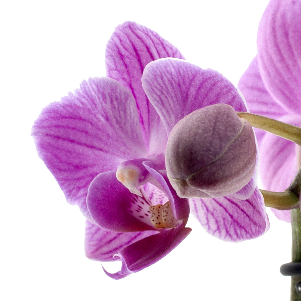 Phalaenopsis Melania Ø9