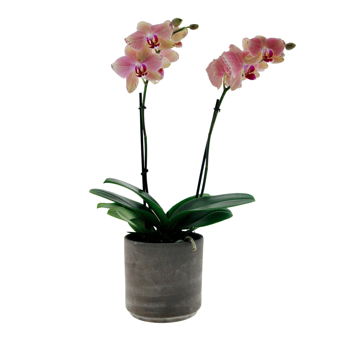 Phalaenopsis Alice Ø12