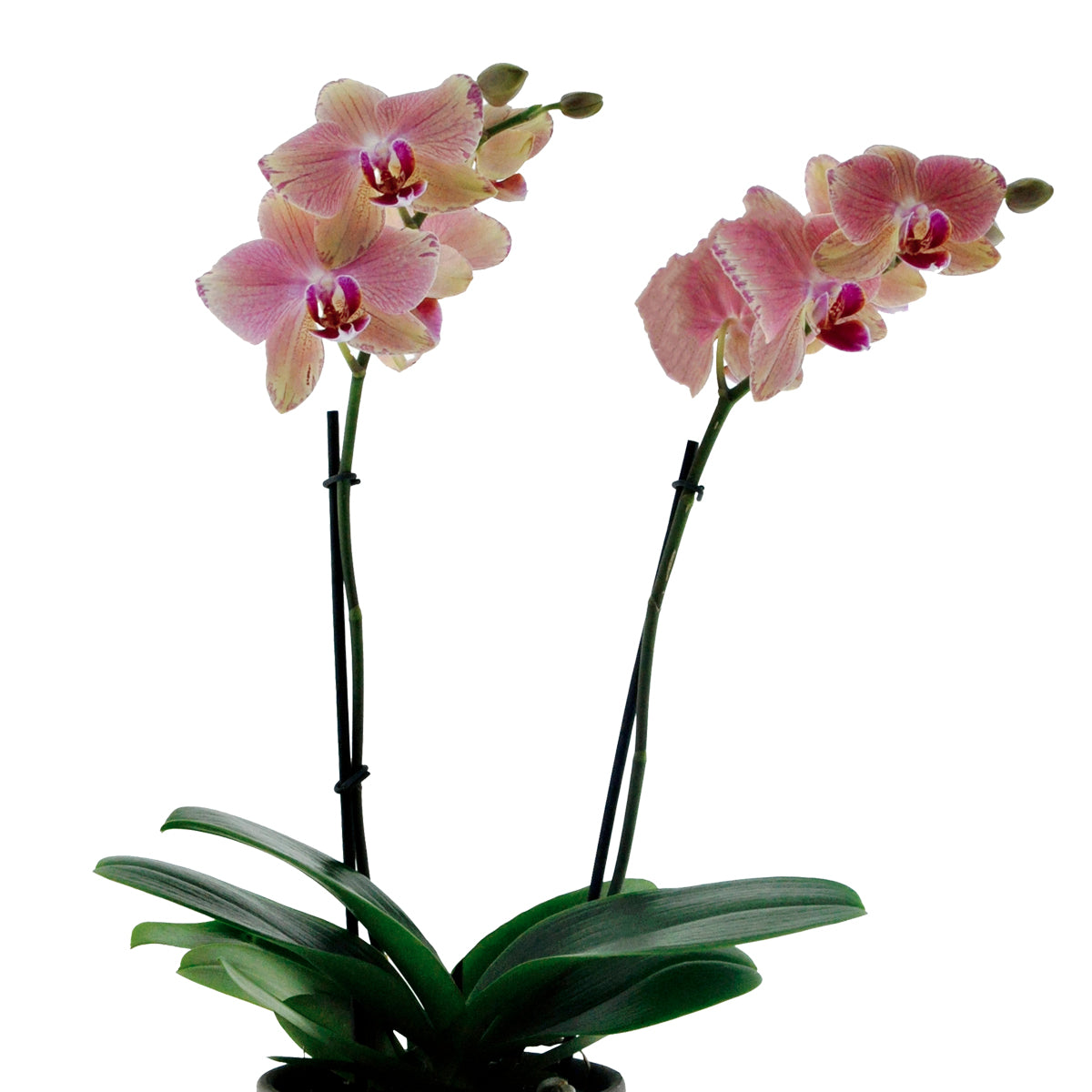 Phalaenopsis Alice Ø12