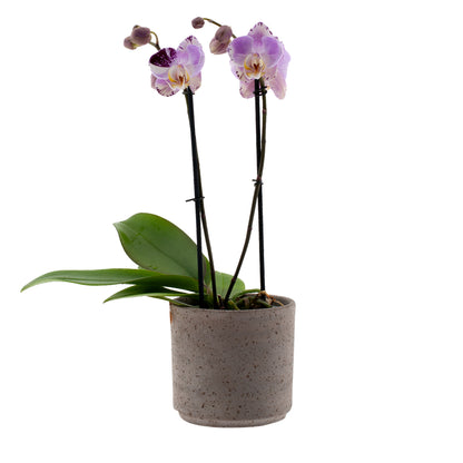 Phalaenopsis Sonia Ø12