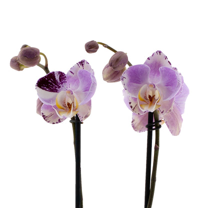Phalaenopsis Sonia Ø12