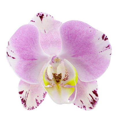 Phalaenopsis Sonia Ø12