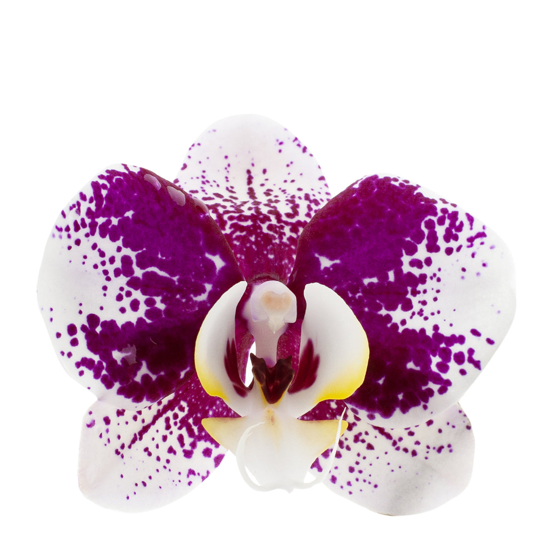Phalaenopsis Samanta Ø12