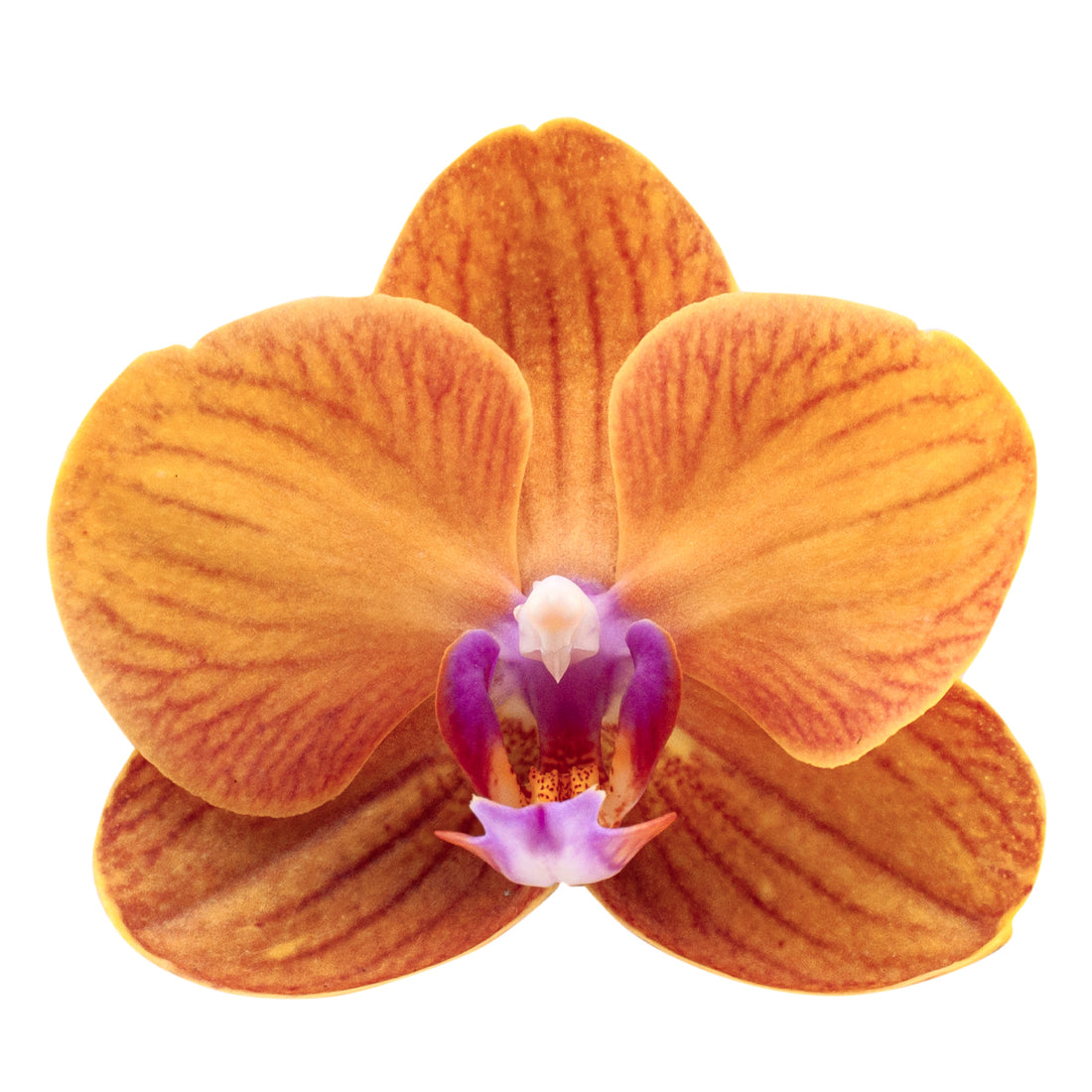Phalaenopsis Bologna Ø12