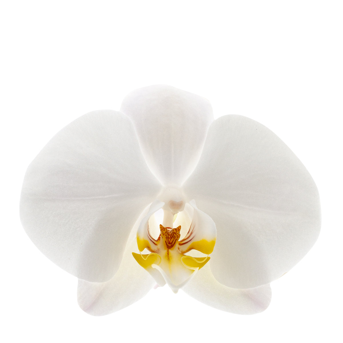 Phalaenopsis Camilla Ø12