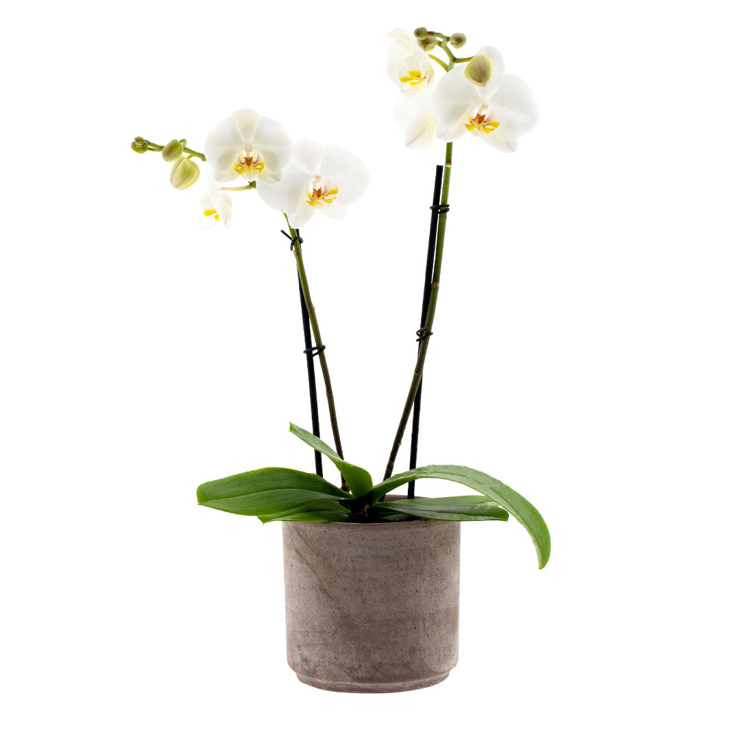 Phalaenopsis Camilla Ø12