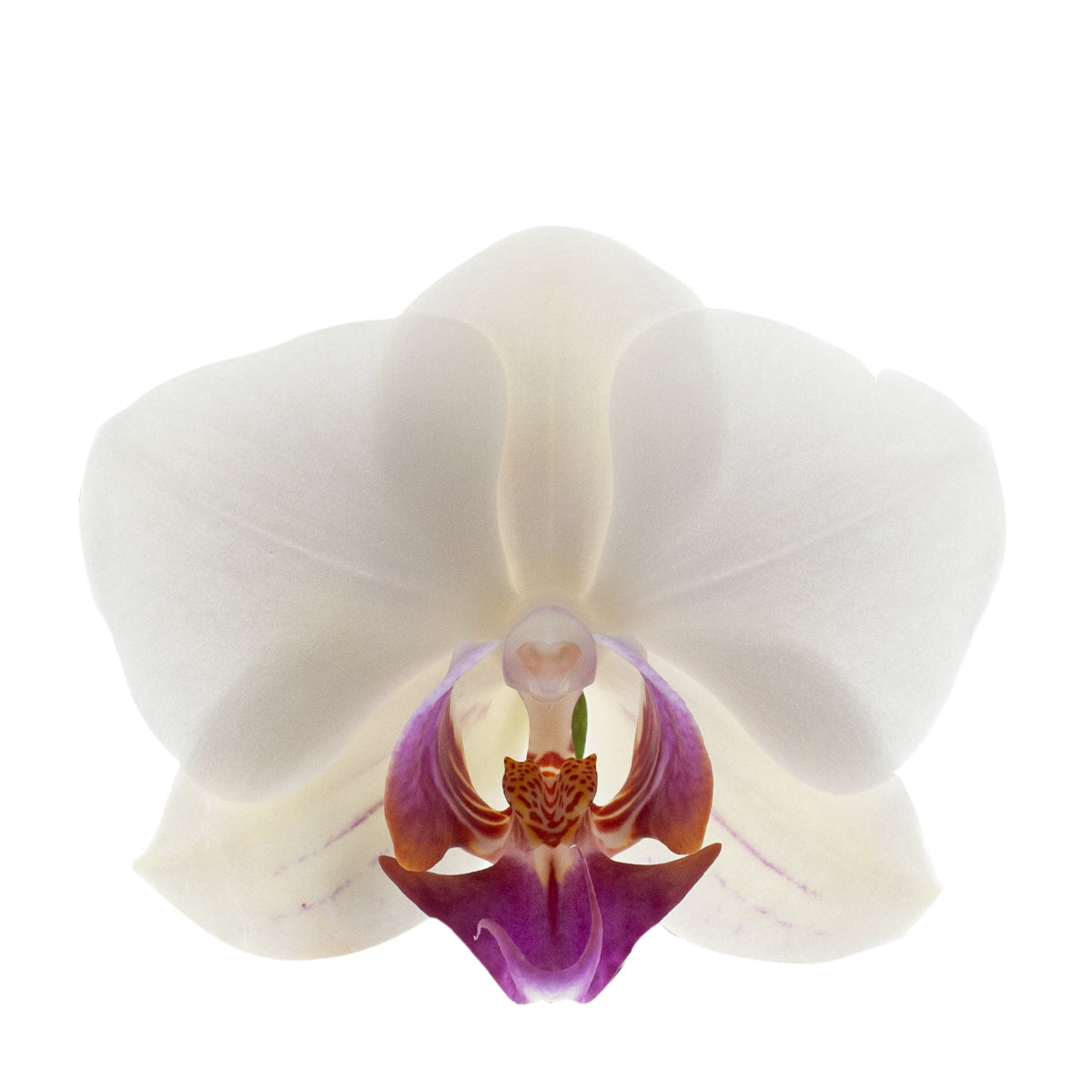 EDA Coprivaso Opale Per Orchidee: Design A Sfaccettature, Prodotto In Francia (Diam. 12,5cm, Bianco Avorio)
