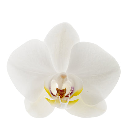 Phalaenopsis Carla Ø12