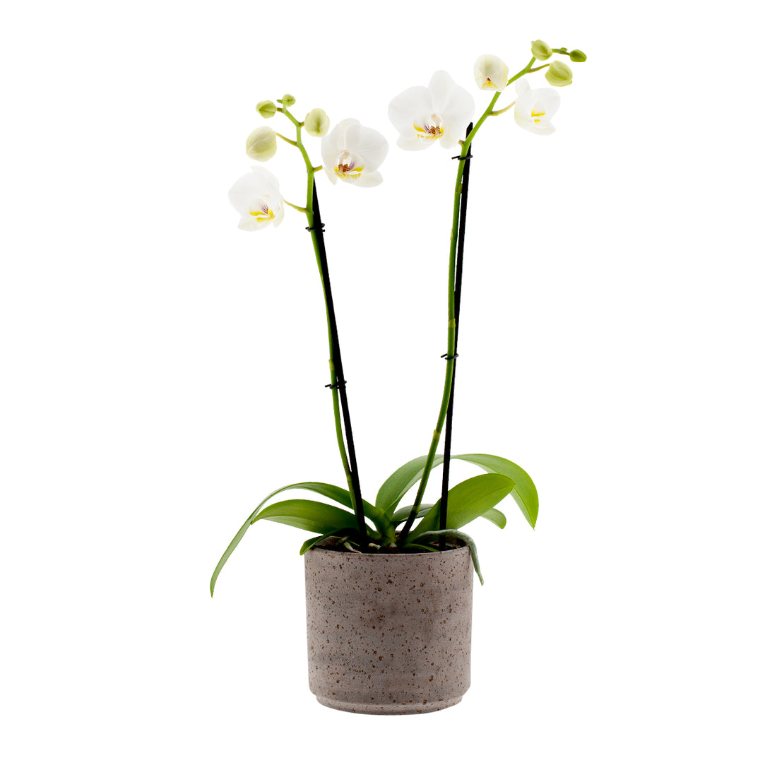 Phalaenopsis Carla Ø12