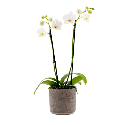 Phalaenopsis Carla Ø12
