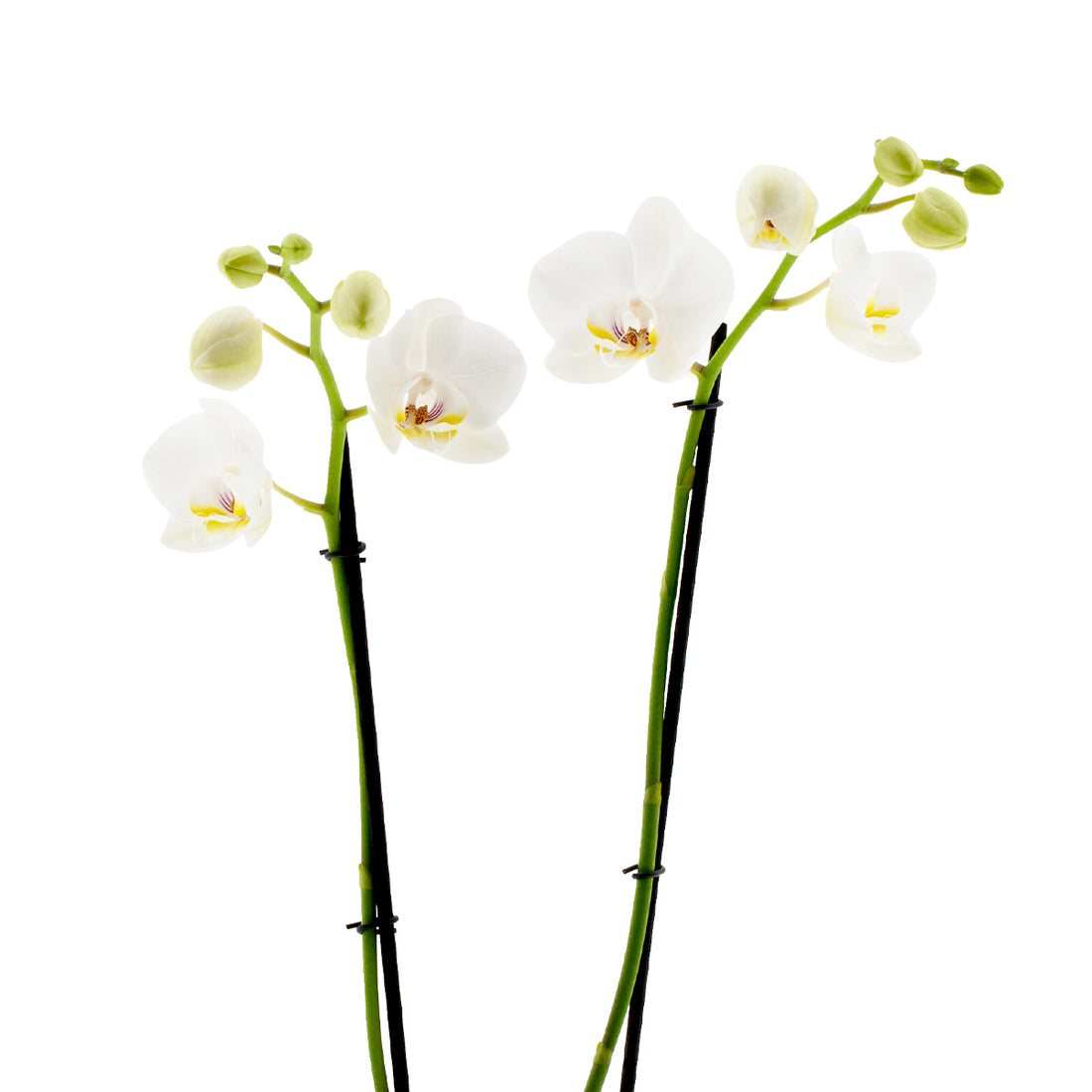 Phalaenopsis Carla Ø12
