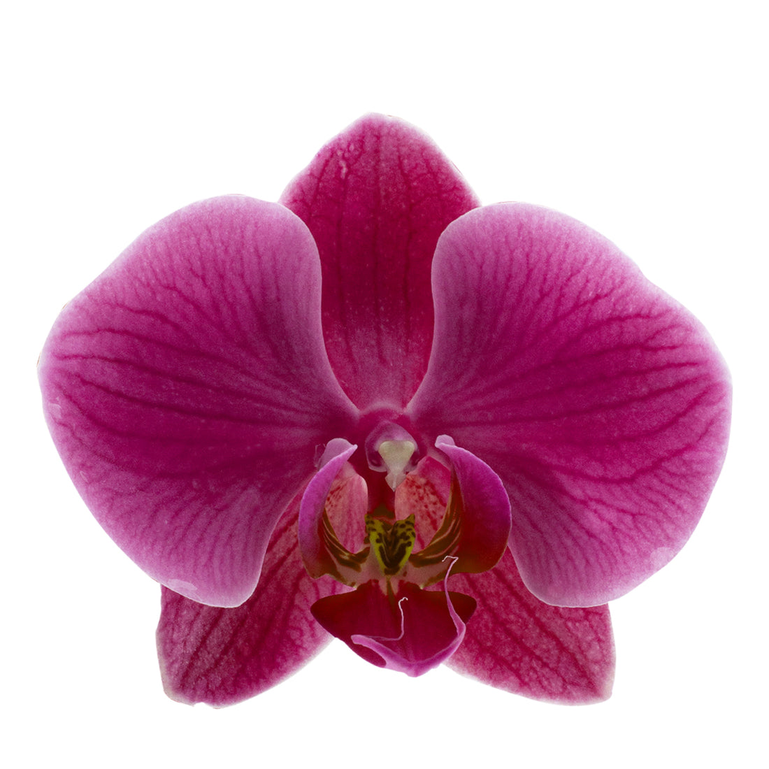 Phalaenopsis Mariangela Ø12