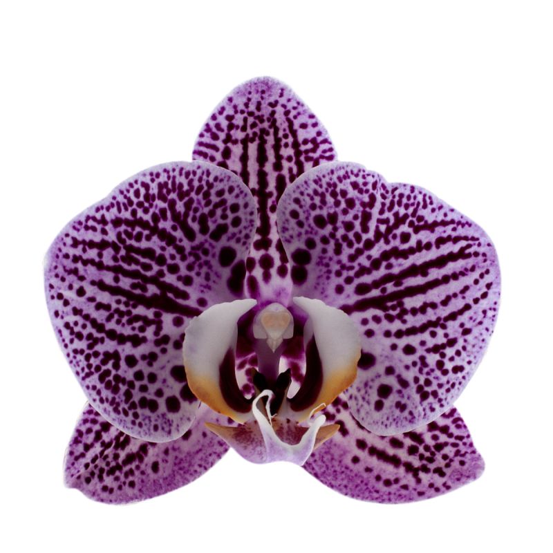 Phalaenopsis Impulsive Ø12