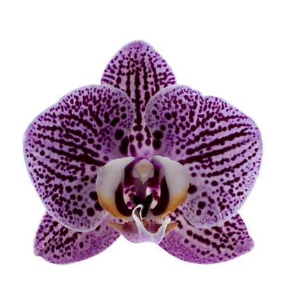 Phalaenopsis Impulsive Ø12