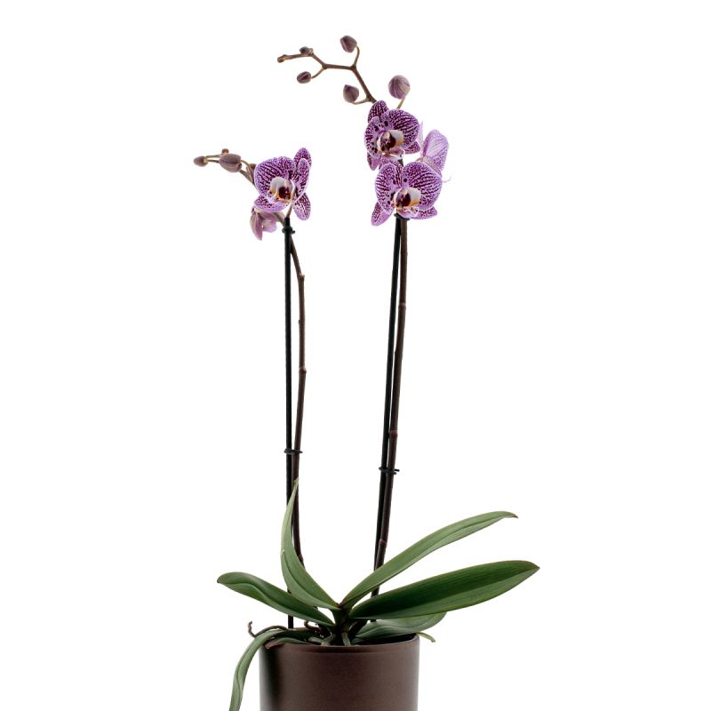 Phalaenopsis Impulsive Ø12