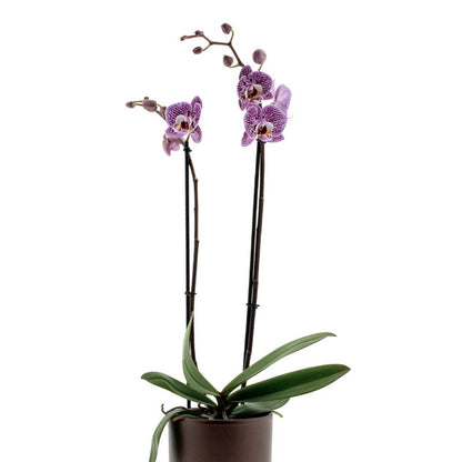Phalaenopsis Impulsive Ø12