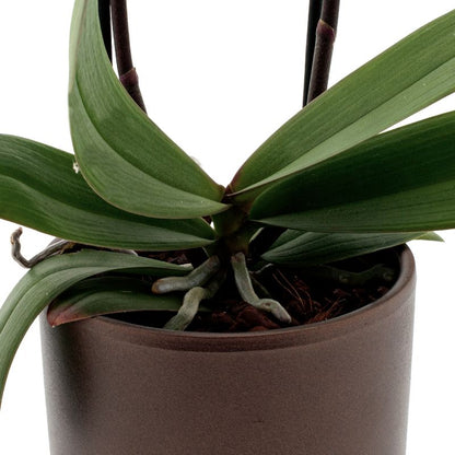 Phalaenopsis Impulsive Ø12