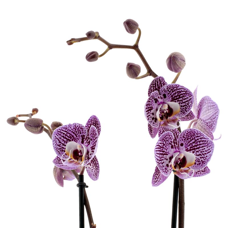 Phalaenopsis Impulsive Ø12