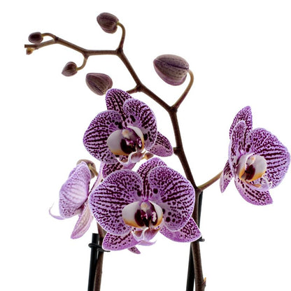 Phalaenopsis Impulsive Ø12