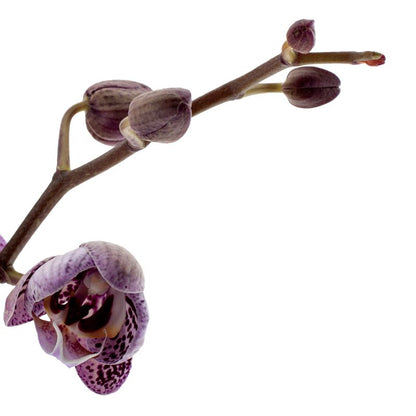 Phalaenopsis Impulsive Ø12