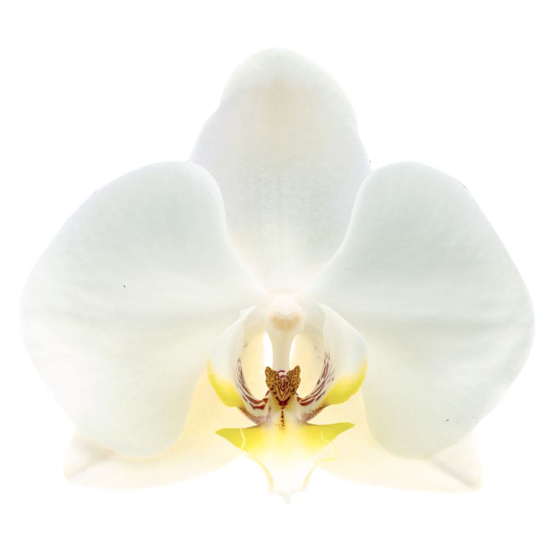 Phalaenopsis Leeds Ø12