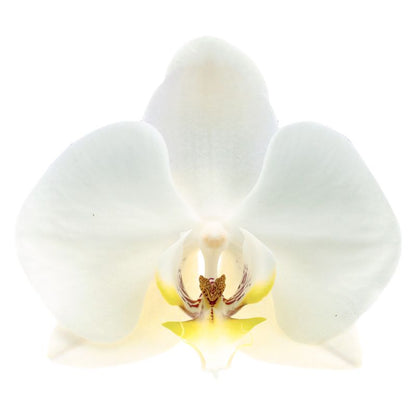 Phalaenopsis Leeds Ø12