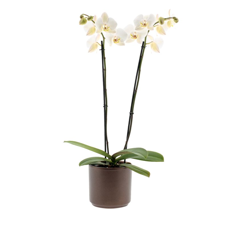 Phalaenopsis Leeds Ø12